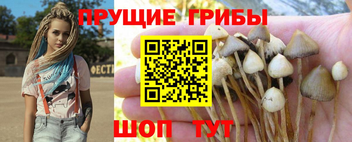Галлюциногенные грибы Cubensis Кировск